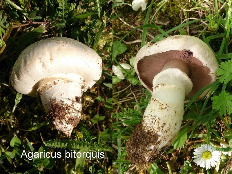 Agaricus bitorquis-amf145.jpg - Agaricus bitorquis - Syn: Psalliota edulis - Nom français: Psalliote des trottoirs